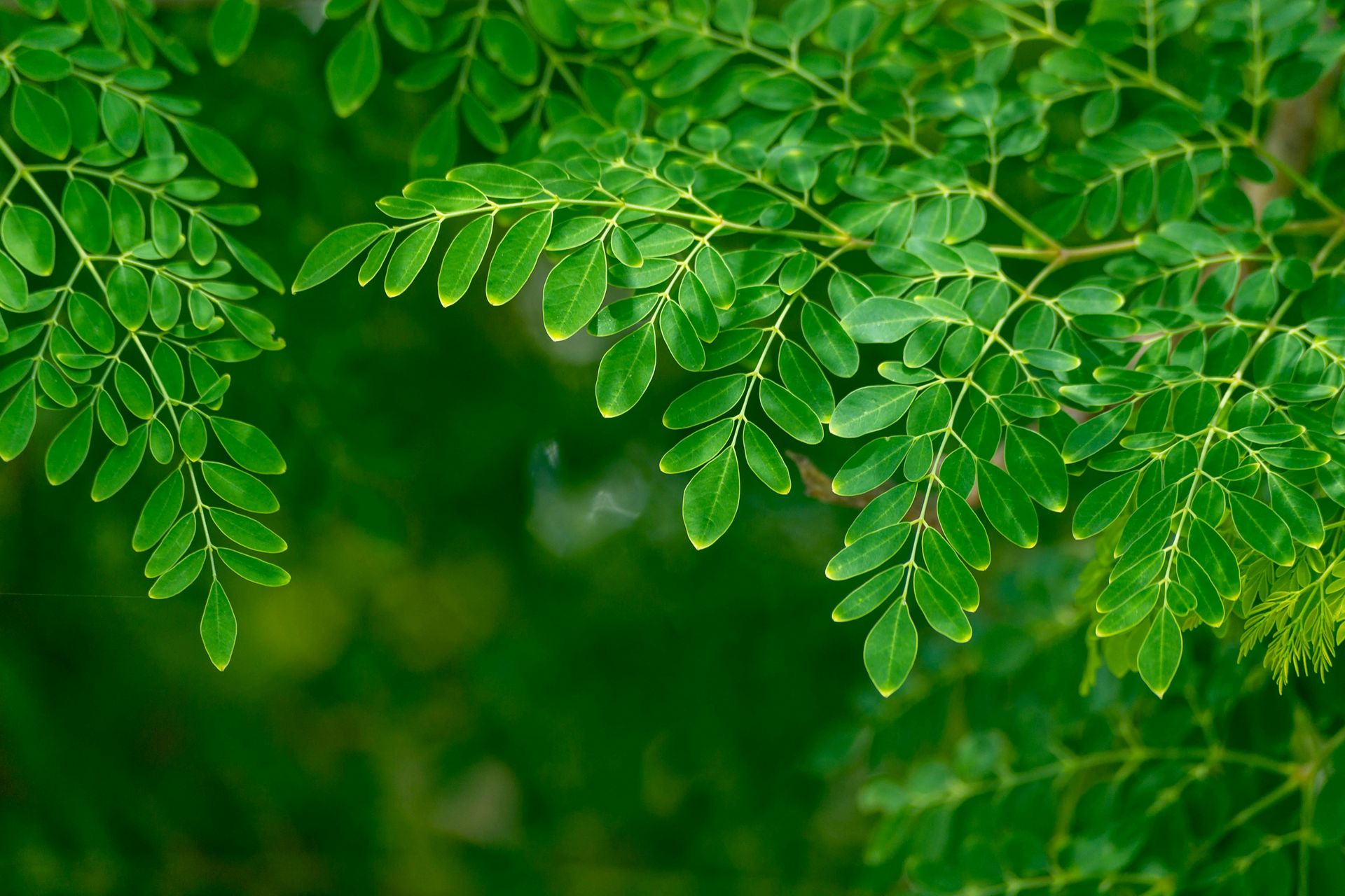 Moringa Plant