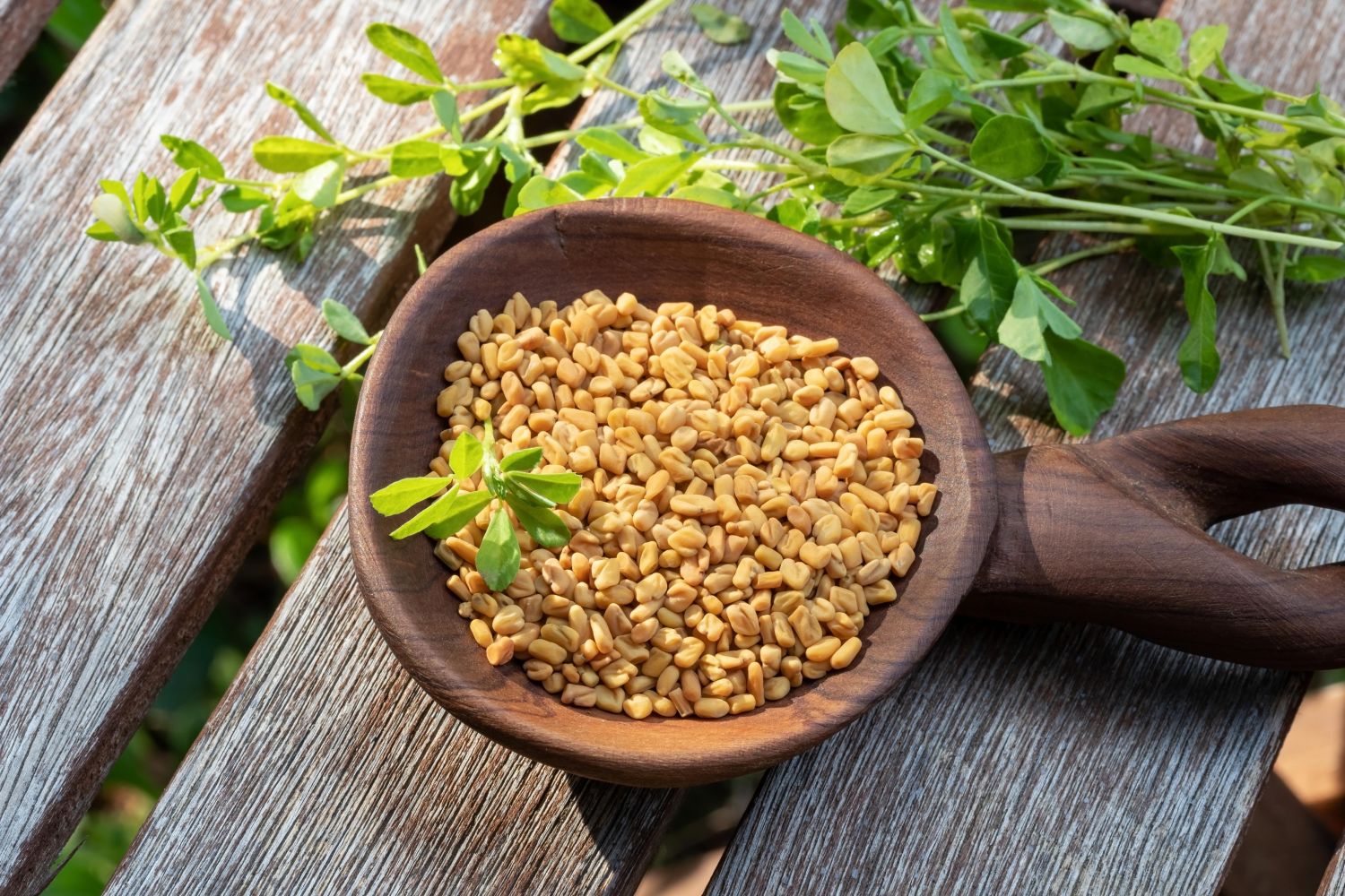 Fenugreek_Seed