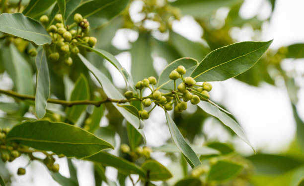 Bay Leaves Tree