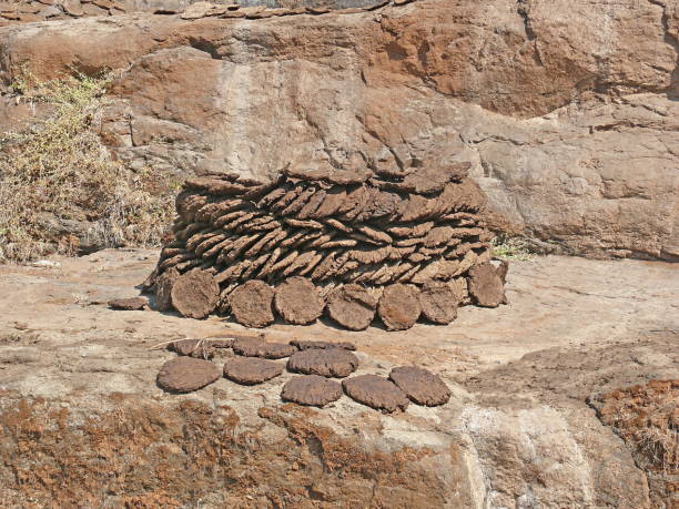 Cow Dung Cake