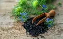 KalojiSeed2.webp