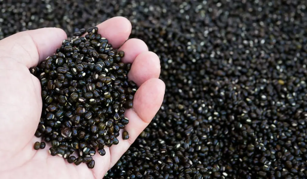 Black-gram-or-back-mung-bean.webp