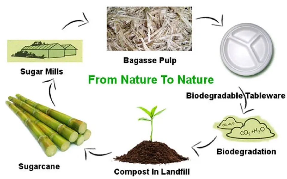 sugarcane biodegradable bowl 4.webp