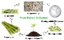 sugarcane biodegradable bowl 4.webp