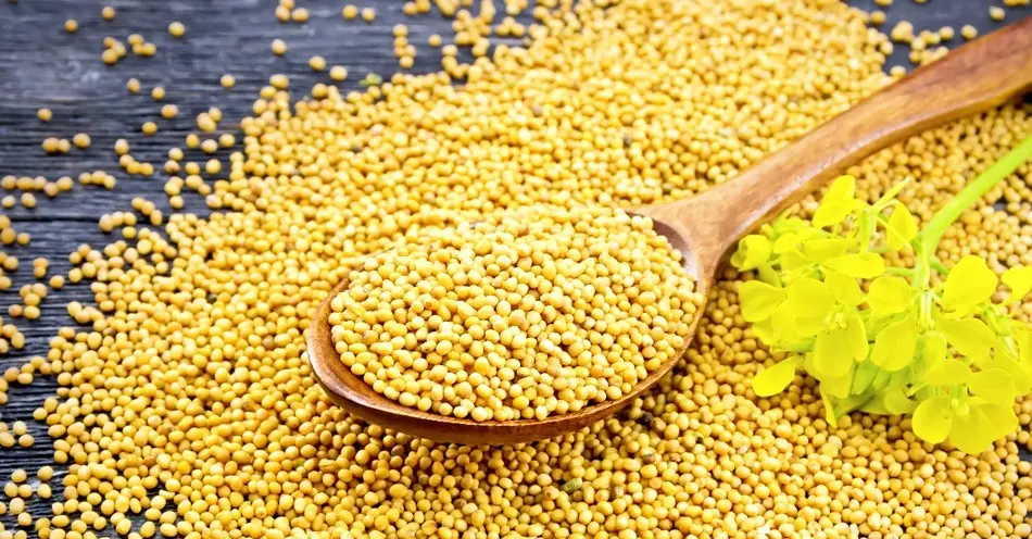 musterd seed yellow.webp