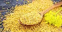 musterd seed yellow.webp